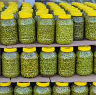 Organik orjinal antep yeşil zeytin salamura